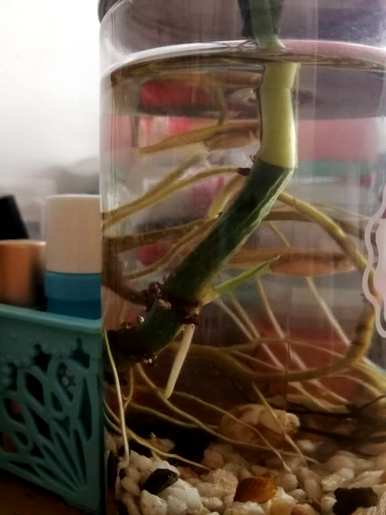 水养绿萝怎么养才茂盛抽条快，浇什么水能让绿萝长得茂盛？