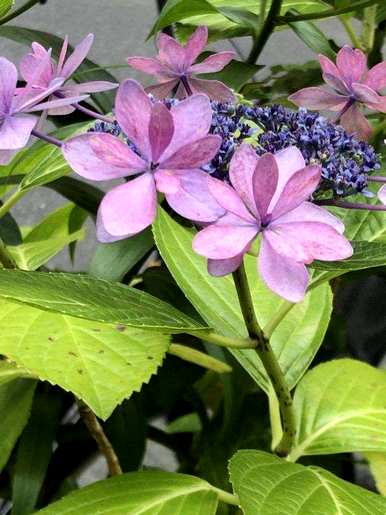 绣球花的花语是什么意思？绣球花的花语是什么？
