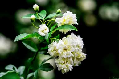 木香花的寓意是什么，木香花的寓意是什么？