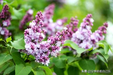 丁香花的寓意是什么，丁香花的寓意是什么？