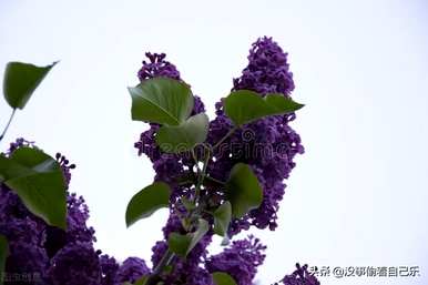 丁香花的寓意是什么，丁香花的寓意是什么？