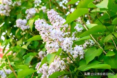 丁香花的寓意是什么，丁香花的寓意是什么？
