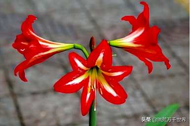 如何养鹤顶红花，鹤顶红花在室内养好吗？