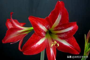如何养鹤顶红花，鹤顶红花在室内养好吗？