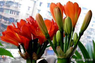 如何养鹤顶红花，鹤顶红花在室内养好吗？