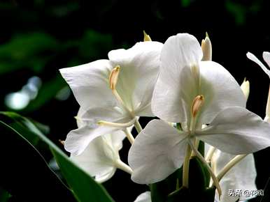 蝴蝶花什么时候开花好看，蝴蝶花什么时候开花？