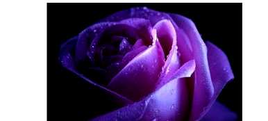 紫玫瑰花语是什么意思？紫玫瑰花语是什么？