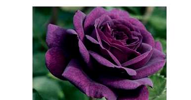 紫玫瑰花语是什么意思？紫玫瑰花语是什么？