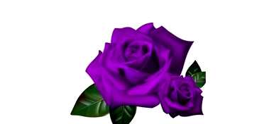 紫玫瑰花语是什么意思？紫玫瑰花语是什么？