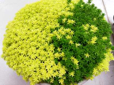 常见的多肉植物有哪些？多肉植物在花卉市场上很常见