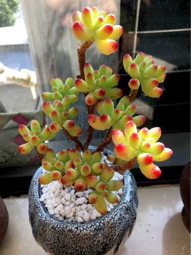 常见的多肉植物有哪些？多肉植物在花卉市场上很常见