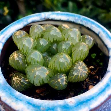 常见的多肉植物有哪些？多肉植物在花卉市场上很常见