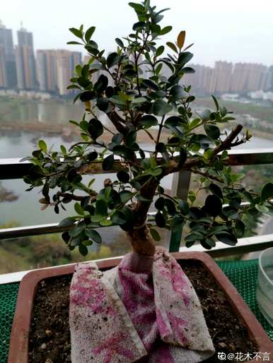 如何养护瓜子黄杨盆景，制作瓜子黄杨临水盆景