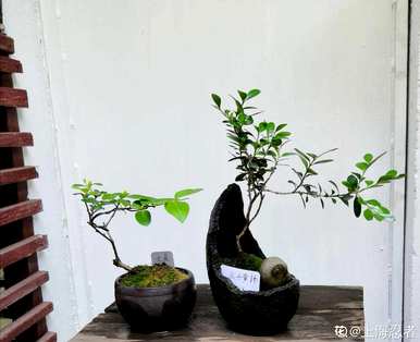 如何养护瓜子黄杨盆景，制作瓜子黄杨临水盆景