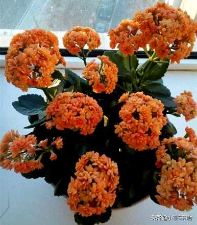 如何养好长寿花，如何养好长寿花？