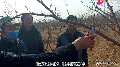 李子树怎么剪，吉盛李子树怎么剪？
