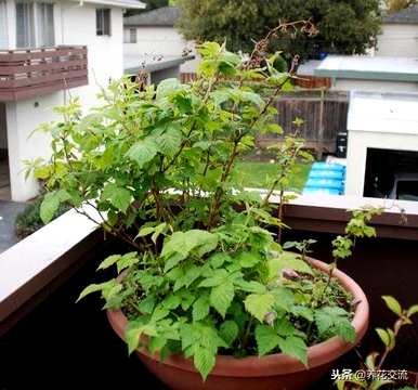 如何种植覆盆子的视频，如何种植覆盆子