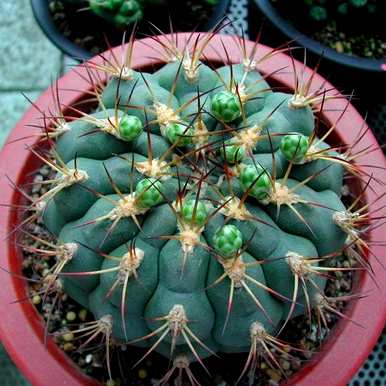 如何养仙人掌容易开花，如何养金虎仙人掌开花？
