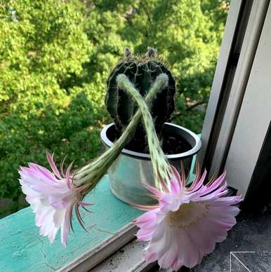 如何养仙人掌容易开花，如何养金虎仙人掌开花？