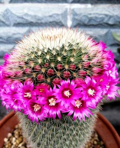 如何养仙人掌容易开花，如何养金虎仙人掌开花？