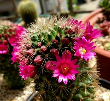 如何养仙人掌容易开花，如何养金虎仙人掌开花？