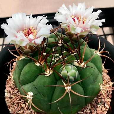 如何养仙人掌容易开花，如何养金虎仙人掌开花？