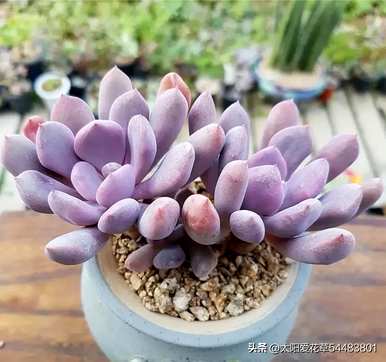 吹雪多肉植物怎么养，好养的多肉植物有哪些？
