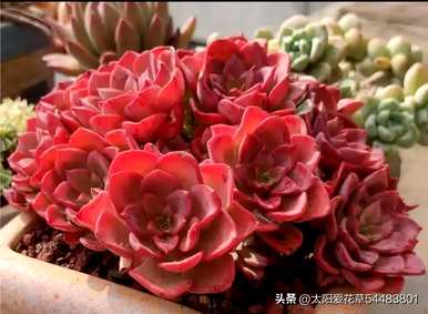 吹雪多肉植物怎么养，好养的多肉植物有哪些？