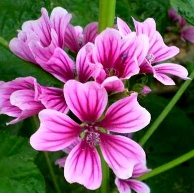 什么是锦葵花语，什么是锦葵花语？