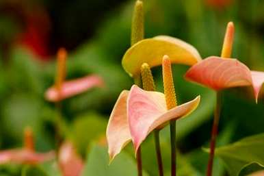 如何养护红掌花，如何养护红掌花
