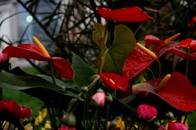 如何养护红掌花，如何养护红掌花
