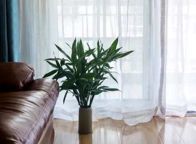 室内容易饲养的大盆植物，室内植物容易饲养什么？