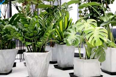 室内容易饲养的大盆植物，室内植物容易饲养什么？
