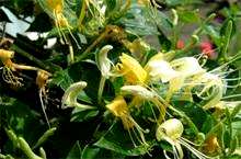 如何种植一亩金银花苗，如何种植金银花苗