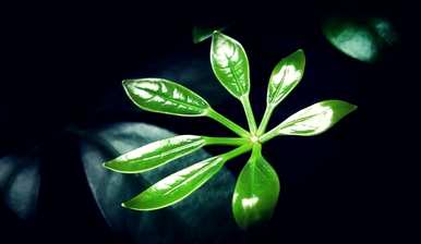 盆栽七叶莲怎么养？盆栽七叶莲能开花吗？