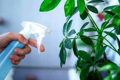 盆栽七叶莲怎么养？盆栽七叶莲能开花吗？