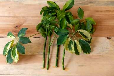 盆栽七叶莲怎么养？盆栽七叶莲能开花吗？