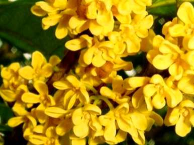 如何养桂花树，如何养金桂花树？