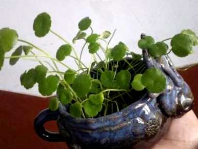 如何种植金钱草，如何种植金钱草