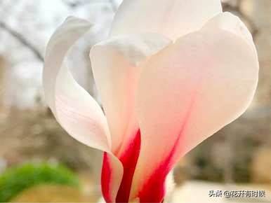广玉兰花和玉兰花花语的区别，玉兰花的花语和寓意是什么？