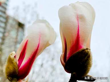 广玉兰花和玉兰花花语的区别，玉兰花的花语和寓意是什么？
