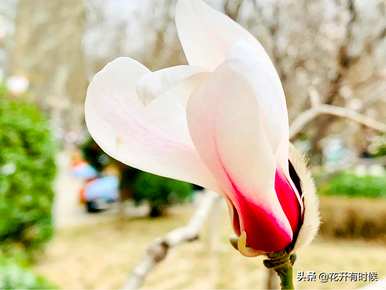广玉兰花和玉兰花花语的区别，玉兰花的花语和寓意是什么？