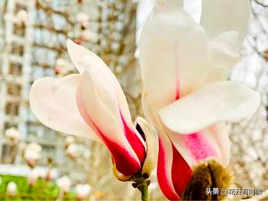 广玉兰花和玉兰花花语的区别，玉兰花的花语和寓意是什么？