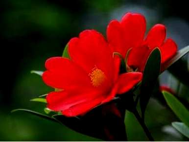 四季杜鹃花山茶花，四季山茶花怎么养？