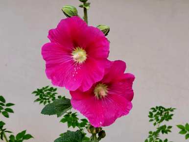蜀葵一丈红花语，蜀葵花语是什么？
