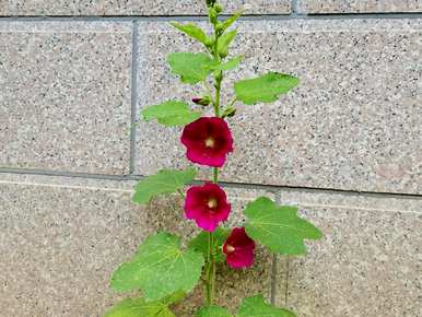 蜀葵一丈红花语，蜀葵花语是什么？