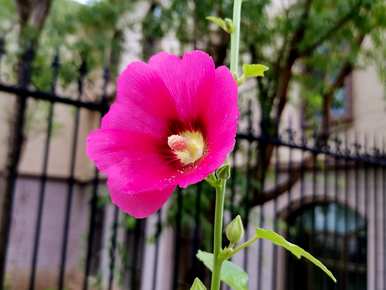 蜀葵一丈红花语，蜀葵花语是什么？