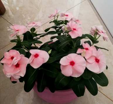 如何培养长春花棒棒糖的形状，如何培养长春花