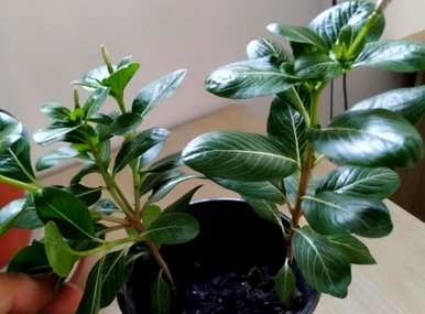 如何培养长春花棒棒糖的形状，如何培养长春花