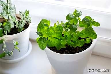 院子里种什么植物驱蚊？驱蚊植物有哪些品种？